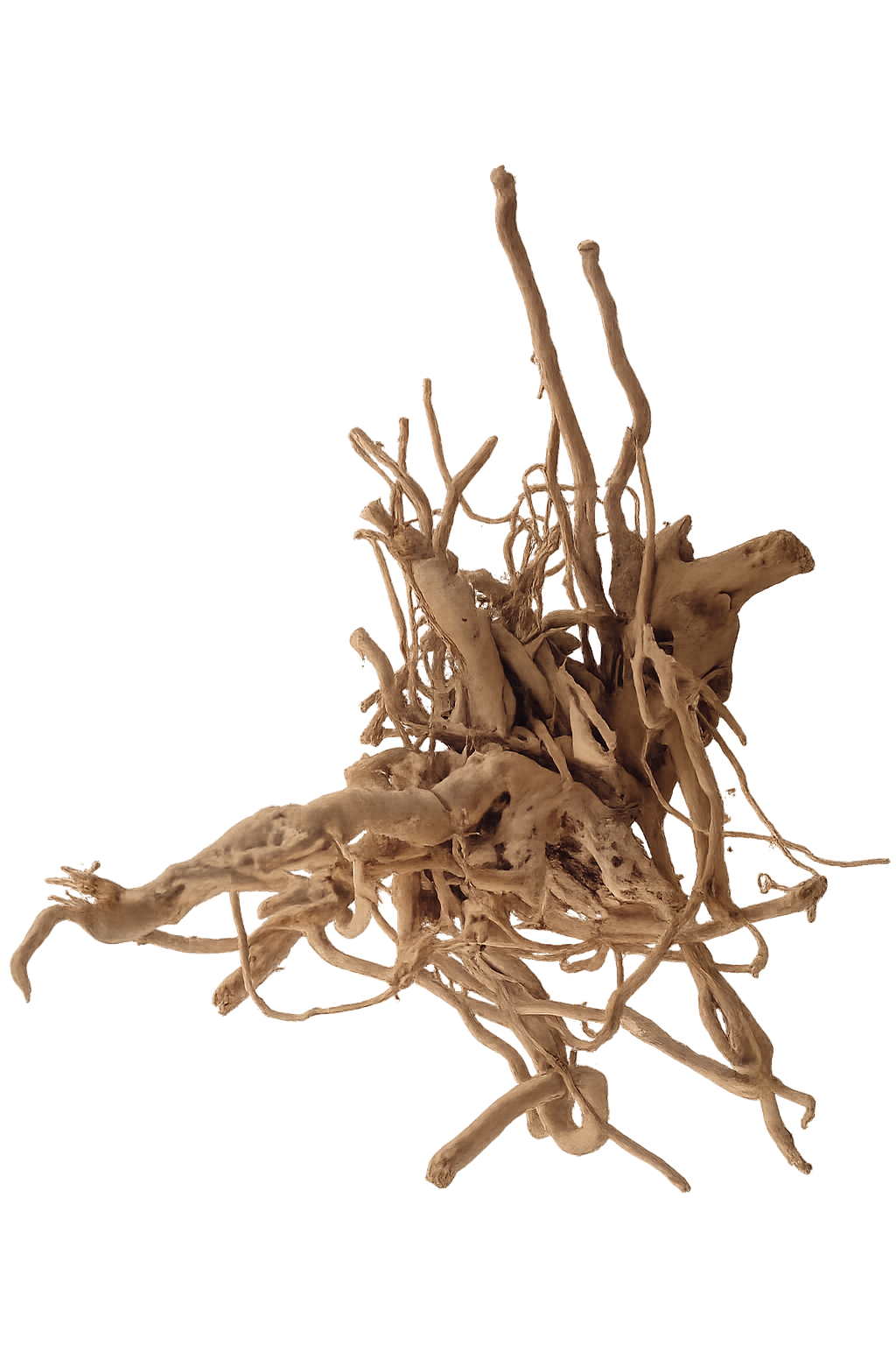 CaribSea Scaper's Select Dealer Bulk Box Spiderwood 13lbs